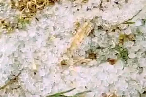 मावठ+ओले= ठिठुरन : सर्दी का डबल अटैक, जयपुर सहित कई जिलों में शीतलहर का दौर जारी