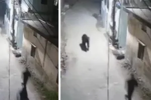 उत्तराखंड में बढ़ी वन्यजीवों की सक्रियता : मैदानी इलाकों में भालू और हाथी से दहशत, गलियों में आए नजर