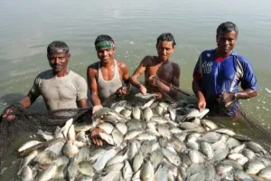 मेघालय सरकार का बड़ा फैसला, बांग्लादेश से मछली के अवैध आयात पर लगाई रोक