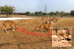 टाइगर-लॉयन को मल्टी विटामिन तो भालू खा रहा अंडे-पिंड खजूर, सर्दियां आते ही अभेड़ा बायोलॉजिकल पार्क में वन्यजीवों का बदला डाइट प्लान