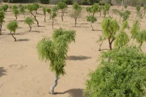 खेजड़ी बचाओ आंदोलन चौथे दिन भी जारी : दो संभागों में ही नहीं, राज्यभर में बंद हो खेजड़ीकी कटाई