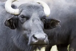 चाकसू पुलिस की बड़ी कार्रवाई : भैंस चोरी की दर्जनभर वारदातों का खुलासा, पांच आरोपी गिरफ्तार 