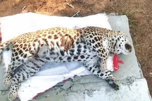 नाहरगढ़ अभयारण्य वन क्षेत्र में मिला दो दिन पुराना लेपर्ड का शव, बायोलॉजिकल पार्क स्थित रेस्क्यू सेंटर में किया पोस्टमार्ट्म 