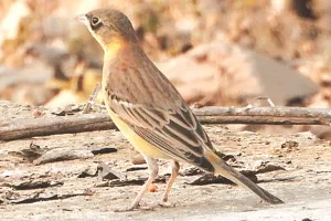 झालाना में दिखी ब्लैक हेडेड बंटिंग : झालाना क्षेत्र को निहारती दिखी, प्रवासी पक्षी आमतौर पर यूरोप और मध्य एशिया से सर्दियों में आते है भारत