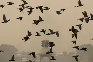 पक्षियों के लिए जानलेवा साबित हो रहा है ध्वनि प्रदूषण