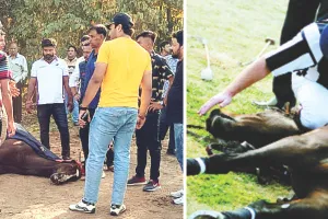 जयपुर पोलो सीजन में एक पखवाड़े में दूसरी दुर्घटना, पोलो ग्राउण्ड पर मैच के दौरान हुई घोड़े की मौत