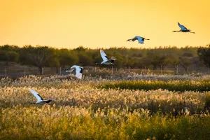 वन्यजीव संरक्षण के लिए चीन ने तैयार की नयी आद्रभूमि संरक्षण व्यवस्था, इकोलॉजिकल प्रयासों को मिलेगा बढ़ावा 