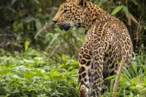 किसान ने कुल्हाड़ी से लेपर्ड का सिर फाड़ा: मौके पर तोड़ा दम, 15 मिनट तक चला खूनी संघर्ष