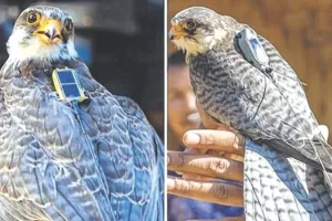 मणिपुर से अमूर फाल्कन दक्षिण अफ्रीका पहुंचे : संरक्षण के लिए उनके प्रवास को किया जा रहा ट्रैक, वापसी यात्रा पर निगरानी जारी