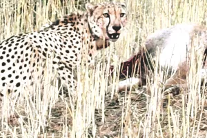 रामगढ़ क्रेटर में फिर चीते की कदमताल : केपी-2 ने किया शिकार, वनप्रेमियों में उत्साह तो ग्रामीणों में दहशत