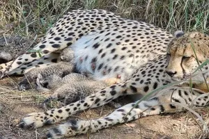 कूनो नेशनल पार्क में 3 शावकों का जन्म : अब भारत में 38 चीतें, पर्यावरण मंत्री ने सोशल मीडिया पर की घोषणा