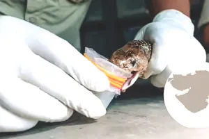 सांप का जहर बचाएगा जान : भारत में सर्पदंश से होने वाली मौतों को रोकने के लिए राष्ट्रीय कार्य योजना लॉन्च करने वाला दुनिया का पहला देश, गुजरात में बन रहा सबसे प्रभावी एंटीवेनम