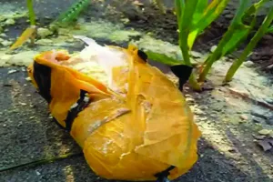 कश्मीर में पुलिस और बीएसएफ की कार्रवाई : अंतरराष्ट्रीय सीमा के पास करोड़ों की हेरोइन बरामद, खेत में मिले पीले रंगे के पैकेट