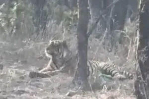 कूनो राष्ट्रीय उद्यान में दिखा लापता बाघिन का शावक : पर्यटकों को जंगल में आया नजर, कुछ ही देर में हुआ ओझल