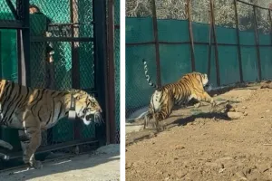 मध्यप्रदेश से दूसरी बाघिन का मुकुंदरा हिल्स टाइगर रिजर्व में सफल स्थानांतरण, वन्यजीव चिकित्सकों एवं जीवविज्ञानियों की संयुक्त टीम उपस्थित 