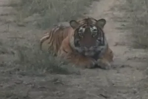 असर खबर का - मुकुंदरा में री-वाइल्डिंग की बड़ी छलांग - बाघिन एमटी- 7 अब 5 से 21 हेक्टेयर एनक्लोजर में शिफ्ट