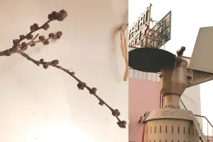 सावधान : जयपुर की हवा में फैले पोलन्स, अस्थमा-एलर्जी के मरीजों के लिए खतरा ; अस्पतालों में बढ़ेगी अस्थमा-एलर्जी मरीजों की संख्या