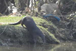जमुनिया आईलैंड में आबाद हो रही जल मानुष की दुनिया, आसपास के इलाकों में भी बढ़ रहा इनका फैलाव