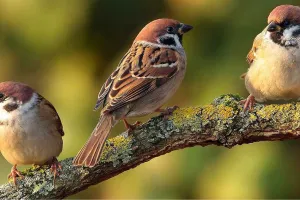 गायब होती गौरैया की चहचहाहट : संरक्षण के लिए लोगों को आगे आने की जरूरत, बदलती जीवनशैली और शहरीकरण से सिकुड़ रहा है गौरैया का बसेरा