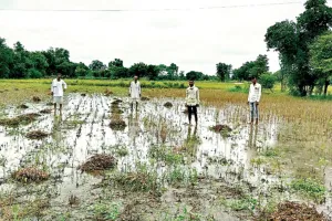  असर खबर का : फसलों के नुकसान का सर्वे शुरू, खेतों में उतरी टीमें