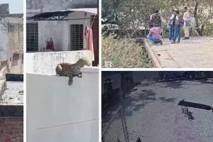 रींगस में पैंथर की दहशत : घर के बाहर महिला पर किया हमला, गंभीर रुप से घायल; ट्रेंकुलाइज का प्रयास जारी