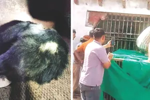  घरों व दुकानों में घुसकर चुराता था खाना, बस्तियों को बना लिया था फूड कोर्ट