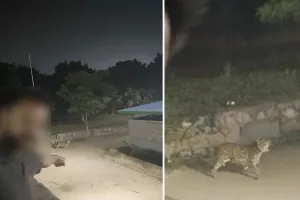 हाथी गांव में देर रात दिखा लेपर्ड : वायरल फोटो से फैली दहशत, 4–5 दिन पुरानी बताई जा रही तस्वीर; लोगों को सतर्क रहने की सलाह