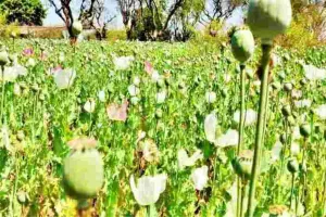 ऑपरेशन विषभीषण : ANTF का तगड़ा प्रहार, 58 किलो अफीम जब्त कर बचाईं करोड़ों ज़िंदगियाँ 