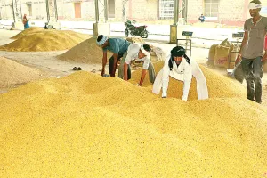 असर खबर का - किसानों को मिला अब बोनस का तोहफा, 16 मार्च से शुरू होगी गेहूं की एमएसपी पर खरीद