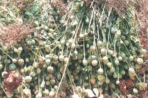 मांडवा में सफेद जहर का साम्राज्य : रिश्वत कांड ने खोला बड़ा नेटवर्क, आदिवासियों के भोलेपन का फायदा उठा तस्करों ने खरीदी जमीनें और बो डाली अफीम