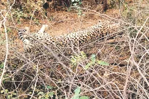 चीता की गति सीमा पार : एमपी के कूनो से भटक कर इटावा क्षेत्र में पहुंचा चीता शावक, वन विभाग सतर्क