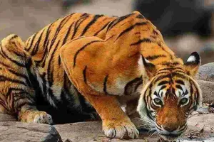 मछली एवं वन्य प्राणी मित्र पुरस्कार : आईटीसी राजपुताना होटल में आयोजित होगा छठा संस्करण, निस्वार्थ भाव से प्राकृतिक धरोहर की रक्षा में जुटे व्यक्तियों को पुरस्कार