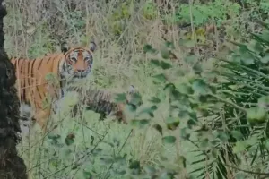 सरिस्का में एसटी-17 बाघिन ने तीन शावकों को दिया जन्म, संरक्षण प्रयासों का नतीजा सकारात्मक