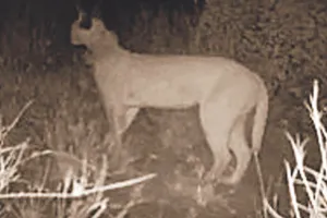 रेगिस्तान में मिला दुर्लभ कैरेकल का कुनबा, रेडियो कॉलर कैमरे में तस्वीरें कैद