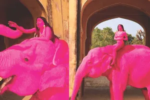 विदेशी फोटोग्राफर के 'गुलाबी हाथी' फोटोशूट को लेकर विवाद : वीडियो सोशल मीडिया पर वायरल, यूजर्स बोले- यह वन्यजीवों के साथ अनुचित व्यवहार 