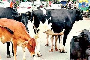 दुधारू गाय को खुला छोड़ना पड़ रहा भारी, एक बार में 56 सौ रुपए लग रहा जुमार्ना