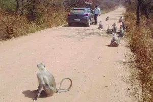 सरिस्का टाइगर रिजर्व में नियम तोड़ने वालों पर सख्ती : फ्लाइंग स्क्वाड की कार्रवाई, 10 वाहनों से वसूला जुर्माना