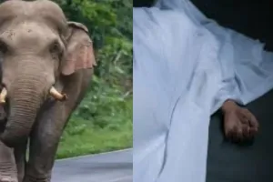कोडरमा में जंगली हाथी का कहर: महुआ चुनने गई महिला की मौत, 4 दिनों में 3 लोगों की खा गए जिंदगी
