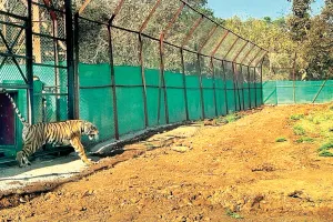 जरा देखूं तो कैसा है मेरा घर का आंगन, टाइग्रेस ने किया शिकार, रास आ रहा मुकुंदरा