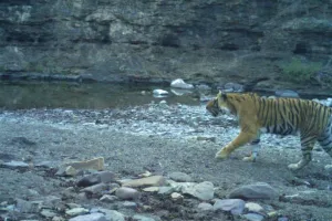 रणथंभौर की खंडार रेंज में मृत अवस्था में मिली बाघिन टी 94,बाघिन के लंग्स फेलियर बताया जा रहा मौत का कारण