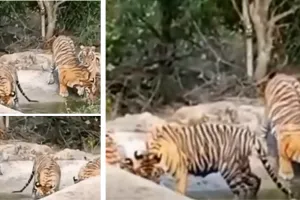 सरिस्का में एक साथ 5 बाघों को देखकर विदेशी पर्यटक रोमांचित : दृश्य को कैमरे में किया कैद, पानी के बीच अठखेलियां करते दिखे शावक