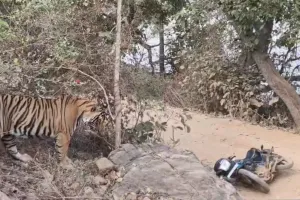 रणथंभौर में टला हादसा : गश्त के दौरान वनकर्मियों के सामने आया टाईगर, बाइक छोड़कर भागे, देखें वीडियो
