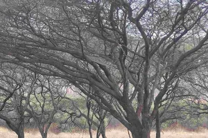 1-2 मई को पूर्णिमा पर बाघ-बघेरों का आंकलन, झालाना-आमागढ़ और नाहरगढ़ में तैयारियां पूरी 