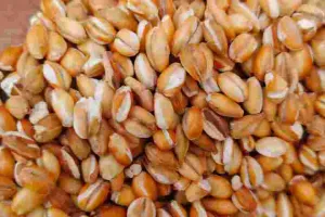 गर्मी में बढ़ी धानी और सिका चना की मांग, कीमतों में उछाल