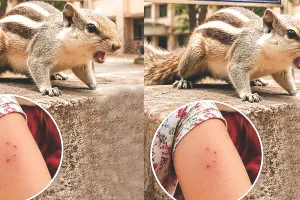 नन्हीं जान, बड़ा खौफ : हमलावर गिलहरी से सहमा आर्ट्स कॉलेज परिसर, 18 से अधिक छात्रों और कर्मचारियों के शरीर पर गढ़ा चुकी दंत