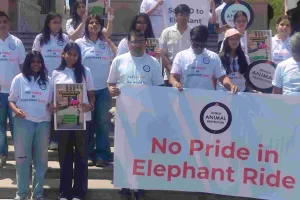 आमेर में हाथी सवारी के खिलाफ गूंजा विरोध : चंचल की मौत ने बढ़ाई चिंता, जवाहर सर्किल पर जुटे पशु प्रेमी