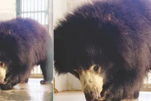 गर्मी ने दिखाए तेवर : राहत के लिए भालू खा रहा आइसक्रीम, तापमान 42°C के करीब