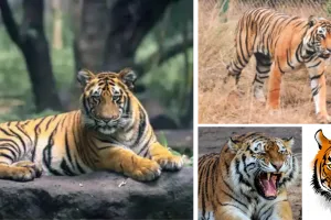 मुकुंदरा-रामगढ़ में बाघिनों की लाइफ स्टडी, तीसरे चरण से पहले हर मूवमेंट पर पैनी नजर