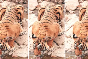 रणथम्भौर की लिविंग लीजेंड बाघिन टी 39 : संघर्ष, साहस और लम्बी उम्र की अनोखी कहानी