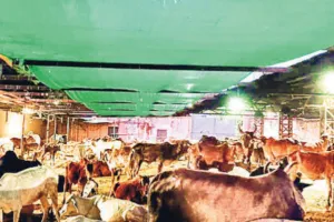 नगर निगम कैथून में भी बनाएगा गौशाला, आयुक्त ने अधिकारियों के साथ देखी जमीन